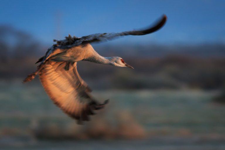 Long Exposure Bird Photography