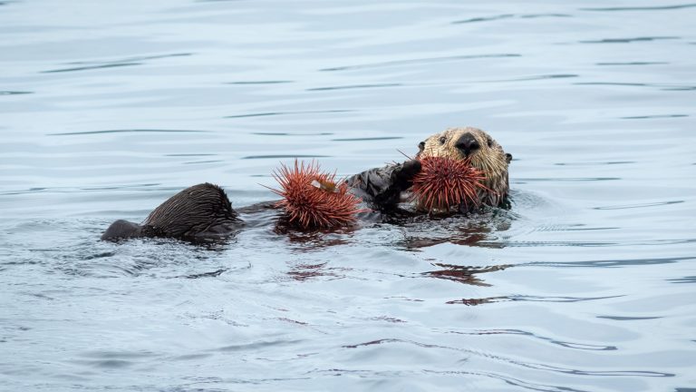The Sea Otters Are Back and So Is the Kelp: A Surprise off Port McNeill