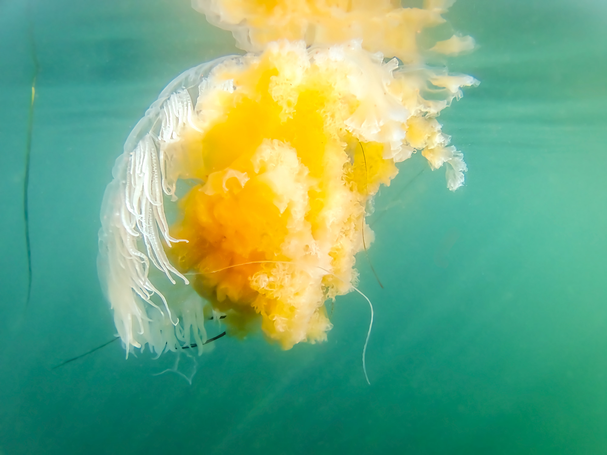 Fried Egg Jelly