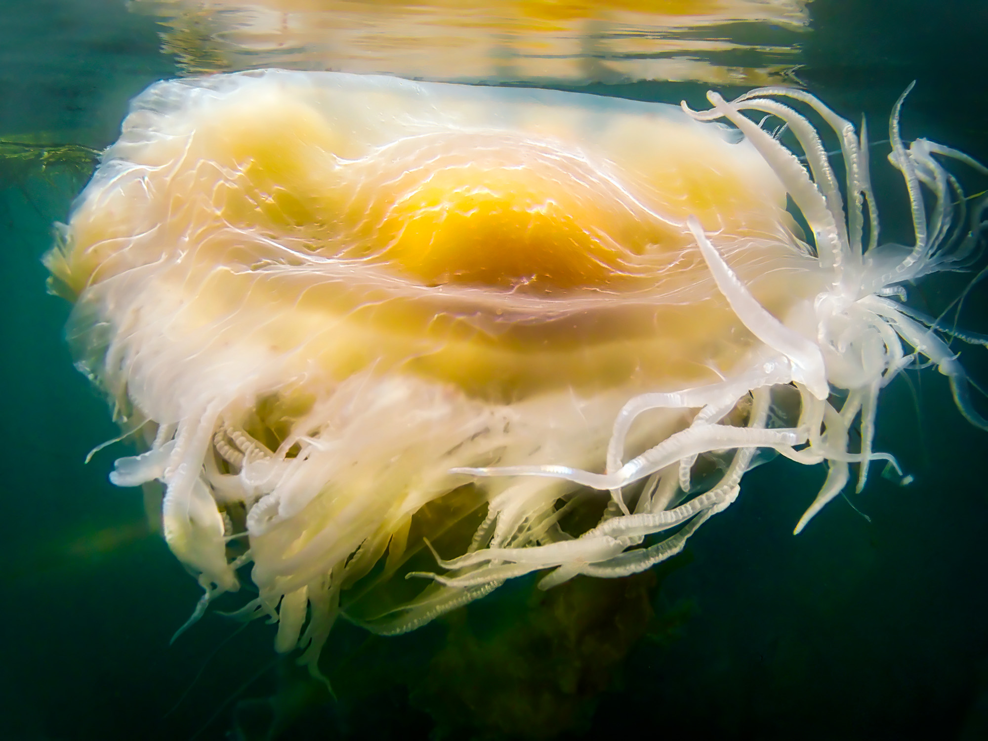 Fried Egg Jelly