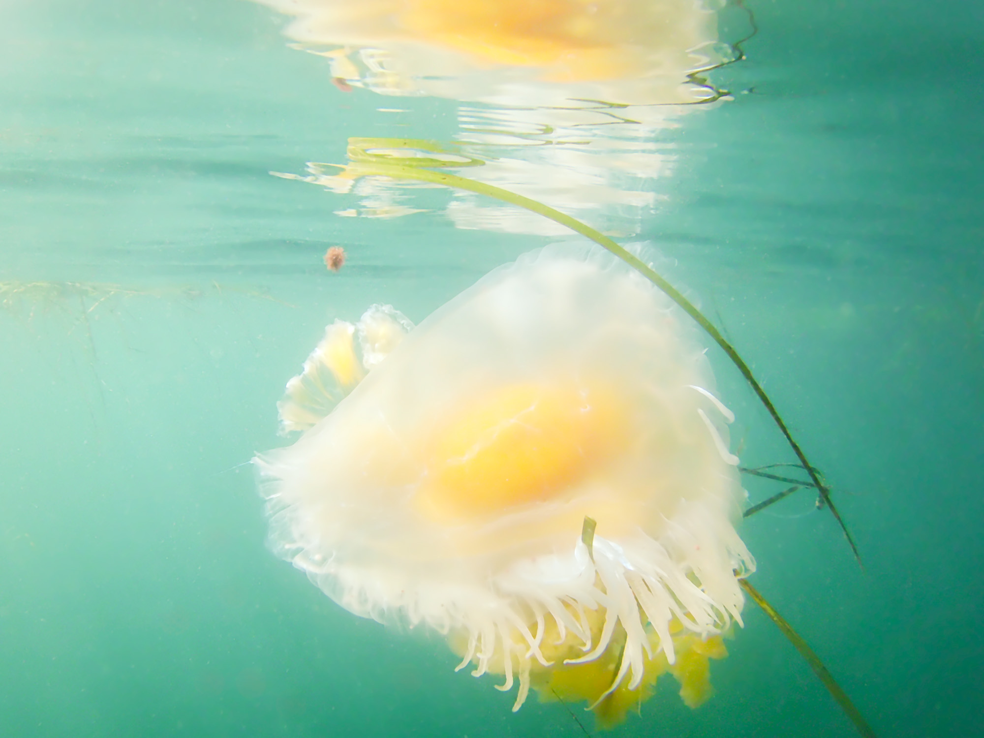 Fried Egg Jelly