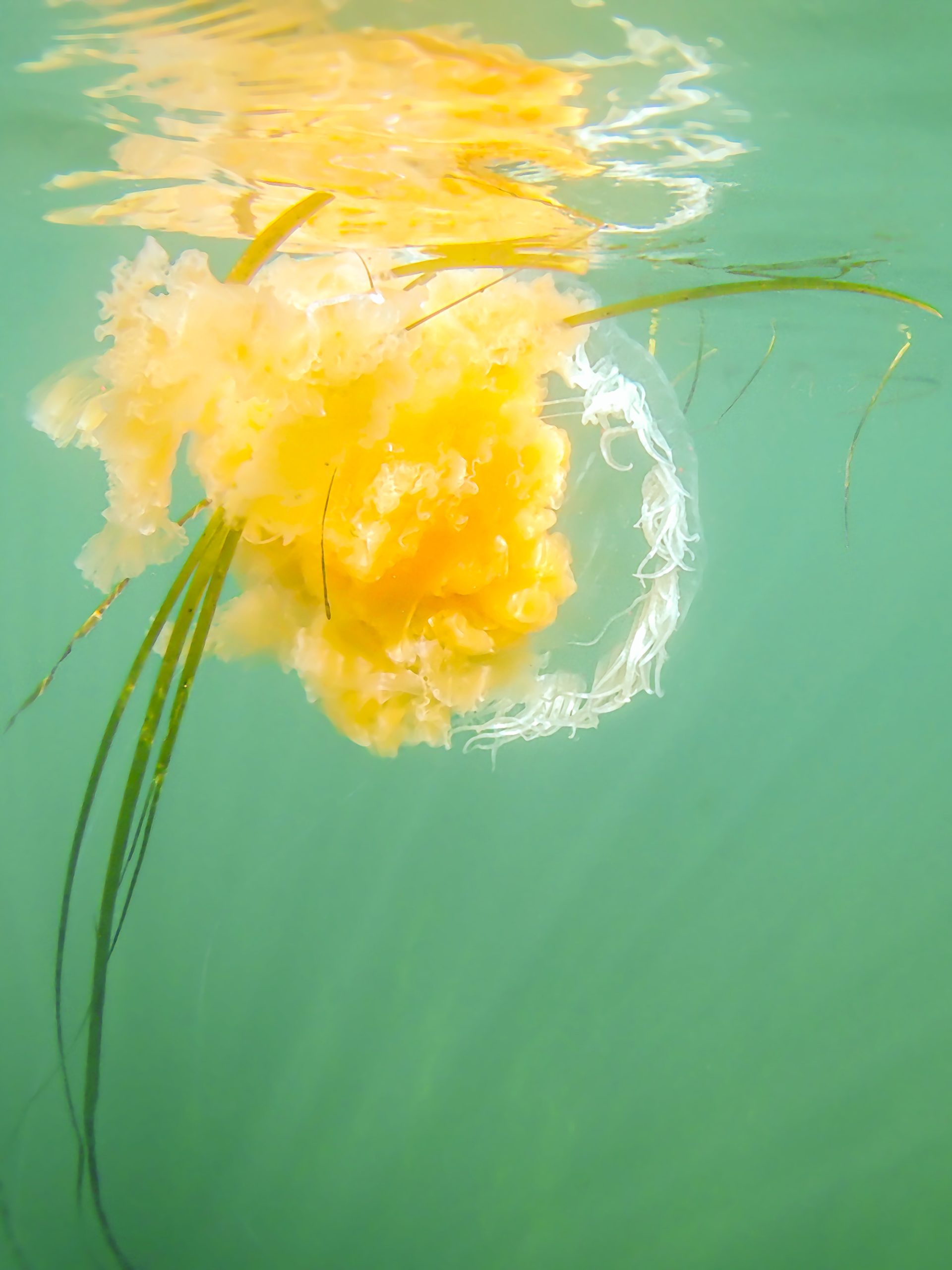 Fried egg jelly