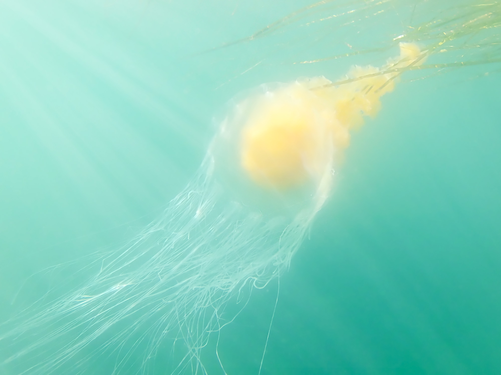 Fried Egg Jelly