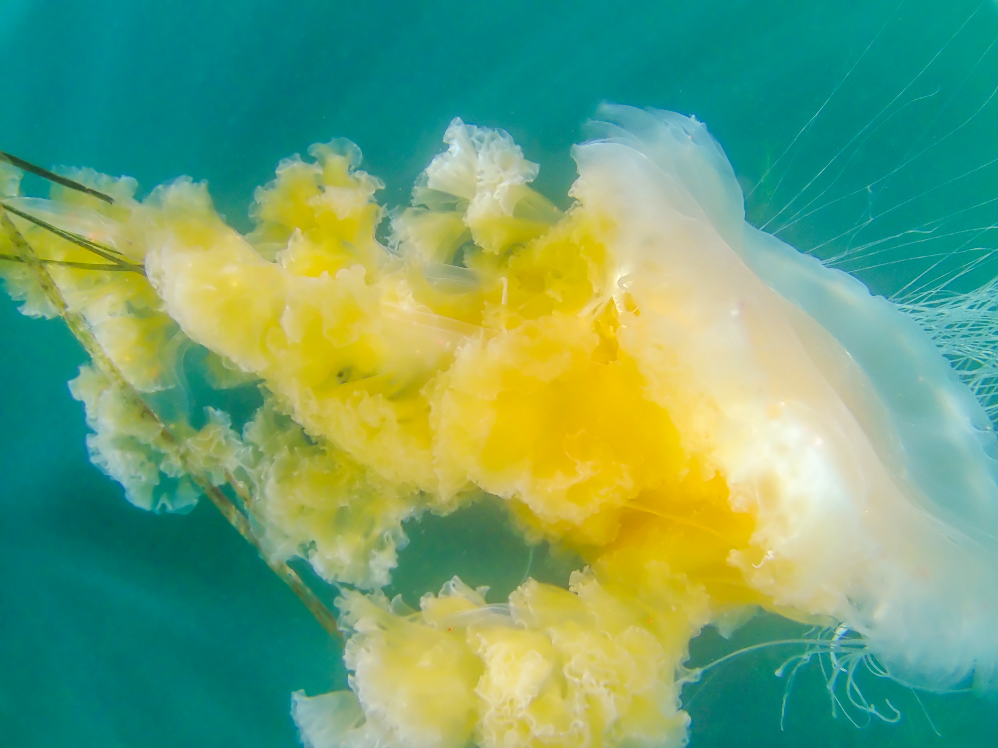 Fried Egg Jelly