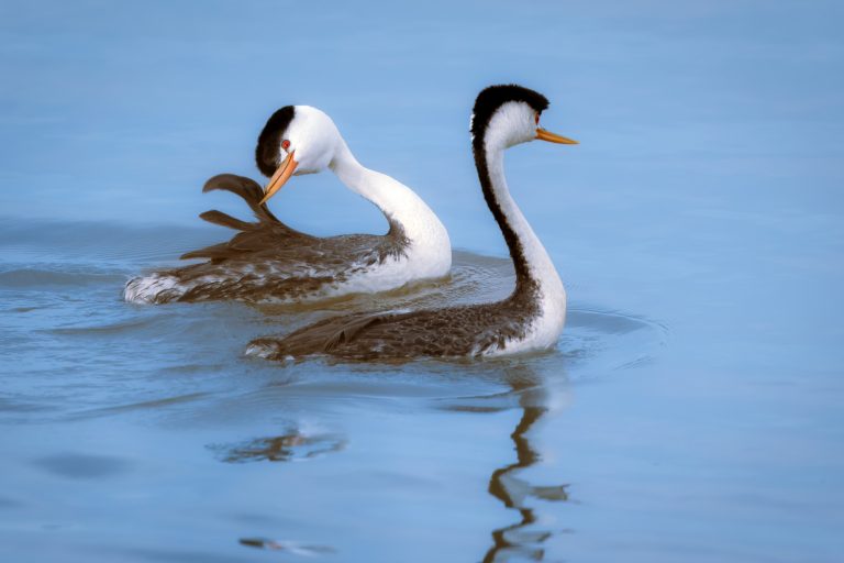 Sacramento National Wildlife Refuge: A Favourite Spot for Bird Photography