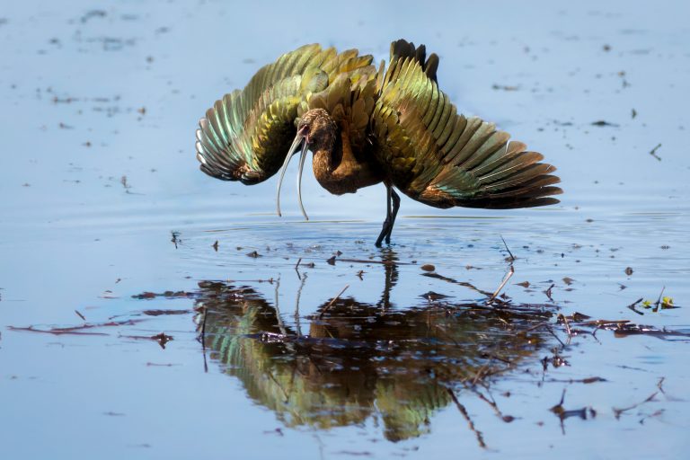 Colusa National Wildlife Refuge: Bird Photography in the Wetlands