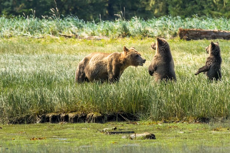 Photographing Grizzly Bears at Knight Inlet